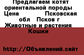 Предлагаем котят ориентальной породы › Цена ­ 12 000 - Псковская обл., Псков г. Животные и растения » Кошки   